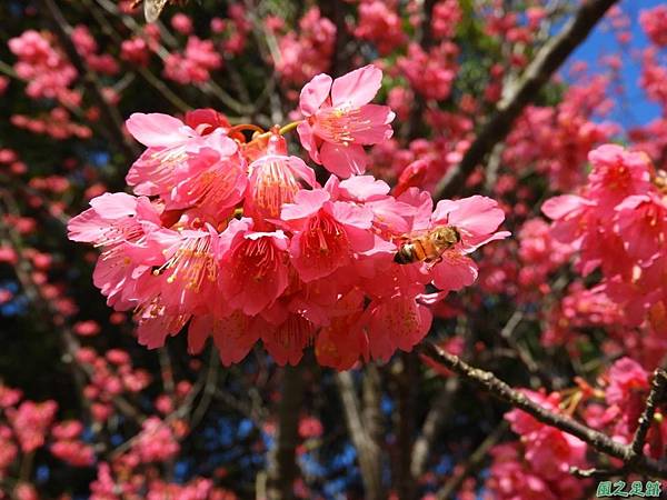 大平山公園賞櫻20180127(16)