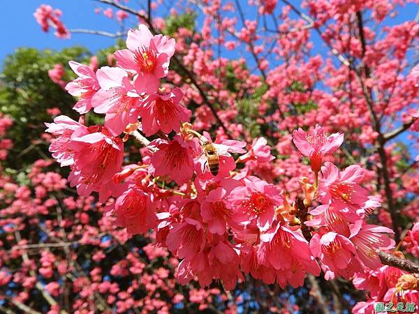 大平山公園賞櫻20180127(21)