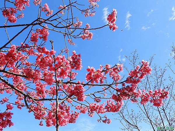 大平山公園賞櫻20180127(22)