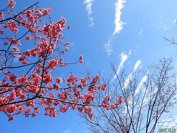 大平山公園賞櫻20180127(24)