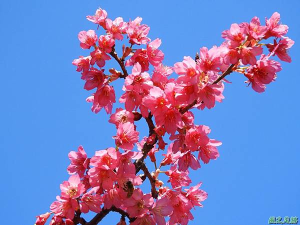 大平山公園賞櫻20180127(27)