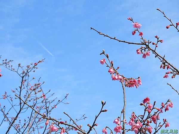 大平山公園賞櫻20180127(29)