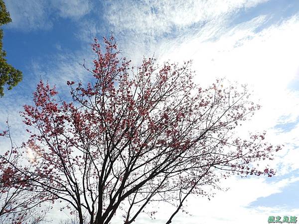 大平山公園賞櫻20180127(32)