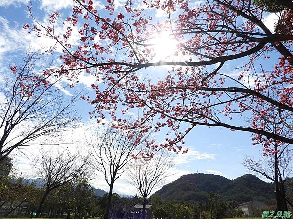 大平山公園賞櫻20180127(36)