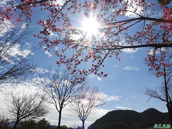 大平山公園賞櫻20180127(37)