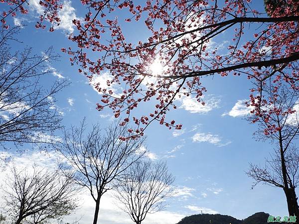 大平山公園賞櫻20180127(38)