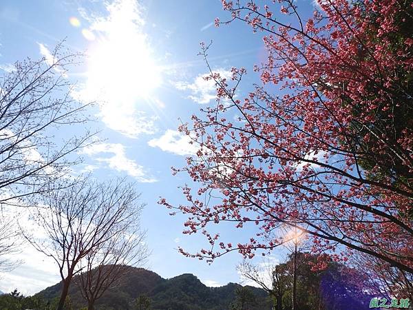 大平山公園賞櫻20180127(39)