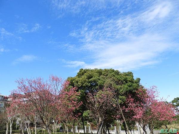 大平山公園賞櫻20180127(40)