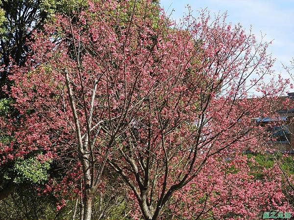 大平山公園賞櫻20180127(41)