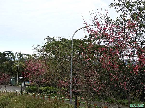 石門山步道賞櫻20180127(2)