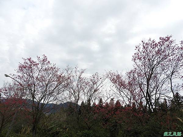 石門山步道賞櫻20180127(5)