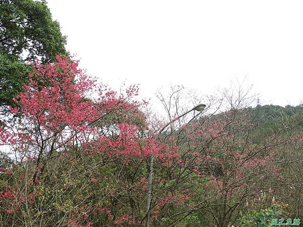 石門山步道賞櫻20180127(15)