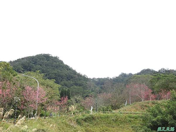 石門山步道賞櫻20180127(27)