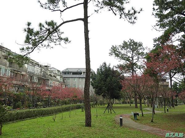 大平山公園賞櫻20180211(3)