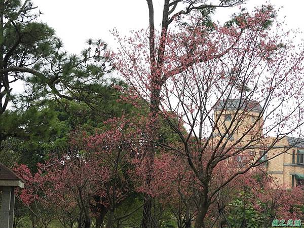 大平山公園賞櫻20180211(4)