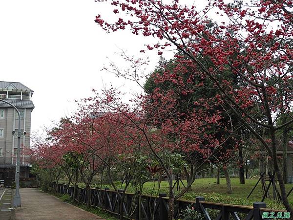 大平山公園賞櫻20180211(5)