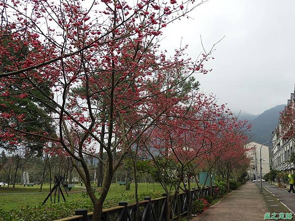 大平山公園賞櫻20180211(6)