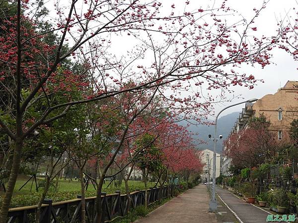 大平山公園賞櫻20180211(8)