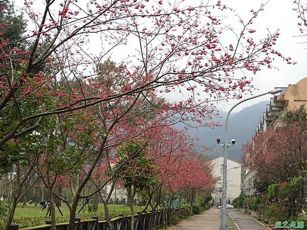 大平山公園賞櫻20180211(11)