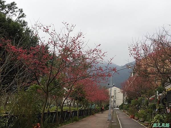 大平山公園賞櫻20180211(13)