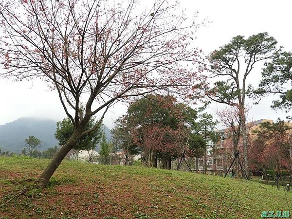 大平山公園賞櫻20180211(16)