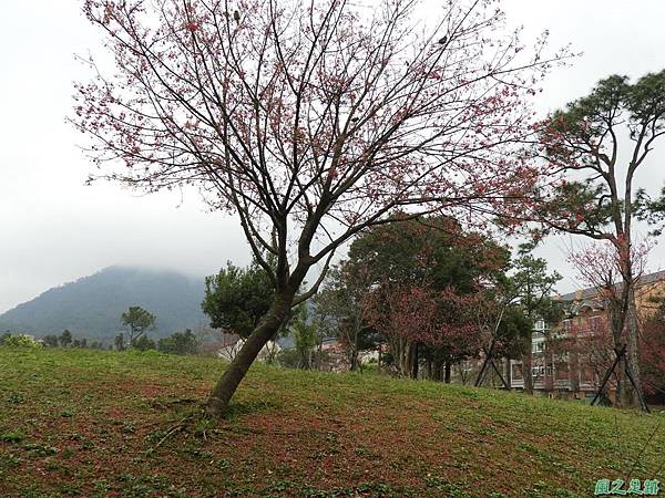 大平山公園賞櫻20180211(15)