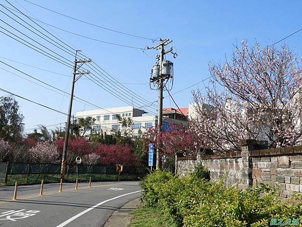 泥橋子賞櫻20180218(18)