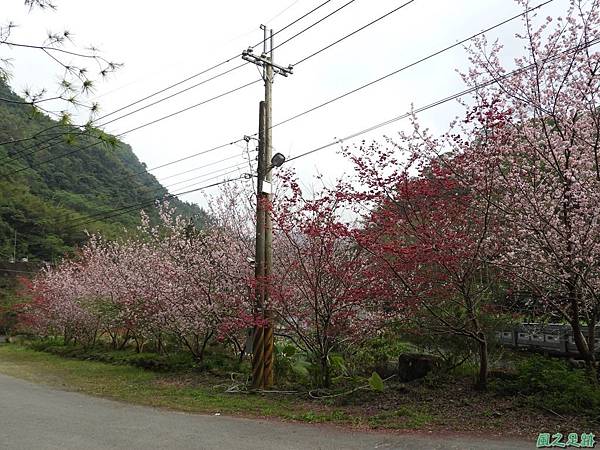 和雅谷櫻花園20180224(3)