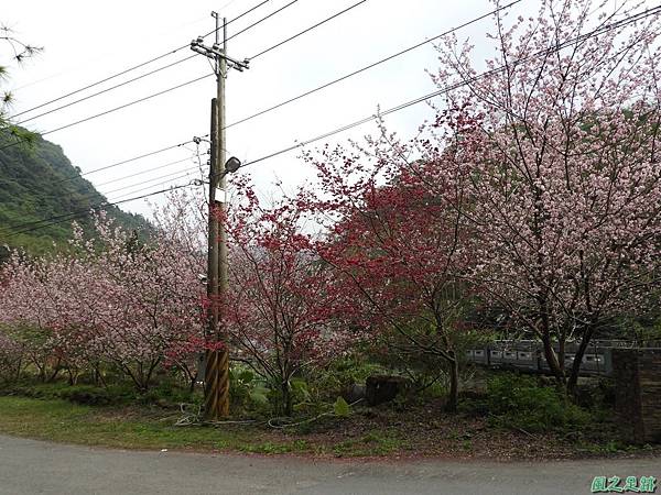 和雅谷櫻花園20180224(4)