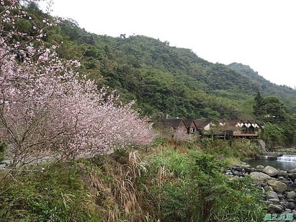 和雅谷櫻花園20180224(8)