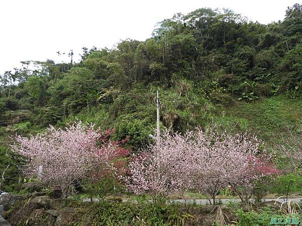 和雅谷櫻花園20180224(10)