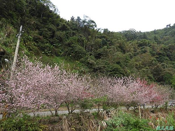 和雅谷櫻花園20180224(9)