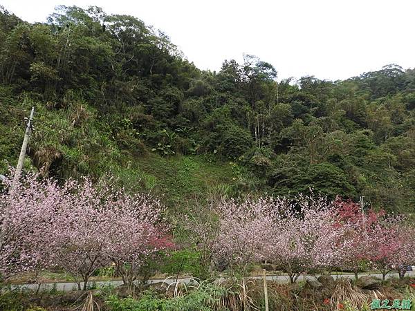 和雅谷櫻花園20180224(11)