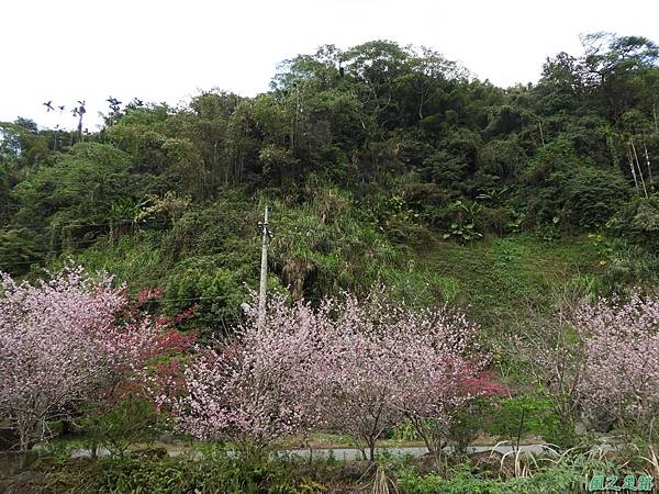 和雅谷櫻花園20180224(12)