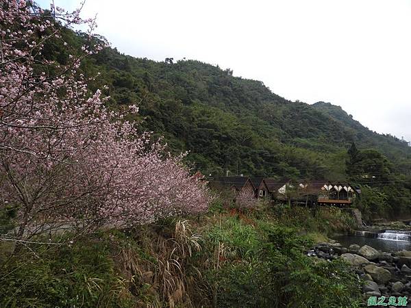 和雅谷櫻花園20180224(14)