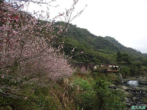 和雅谷櫻花園20180224(15)