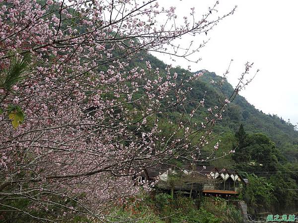 和雅谷櫻花園20180224(22)