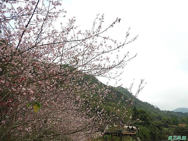 和雅谷櫻花園20180224(21)