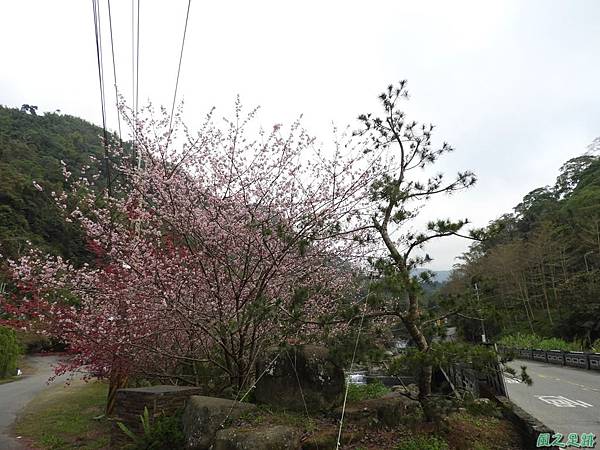 和雅谷櫻花園20180224(23)