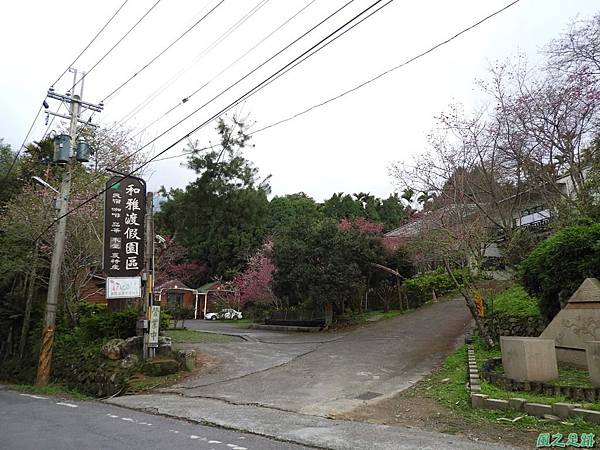 和雅谷櫻花園20180224(25)