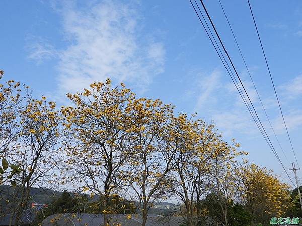 新埔黃花風鈴木20180309(7)