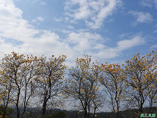 新埔黃花風鈴木20180309(27)