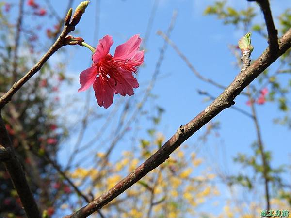 新埔黃花風鈴木20180309(36)