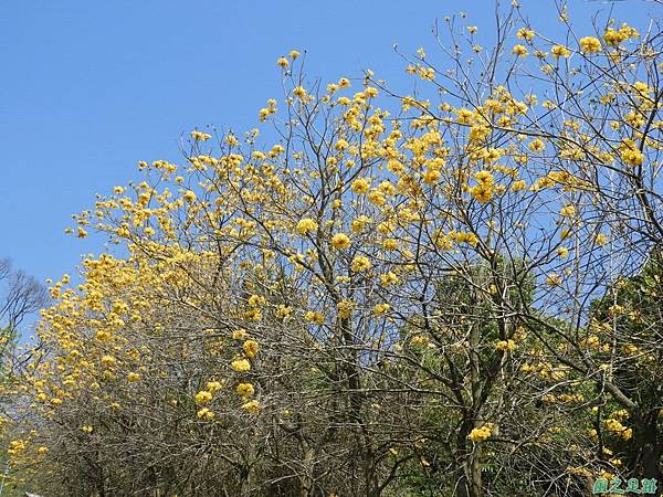 卓蘭黃花風鈴木20180311(8)