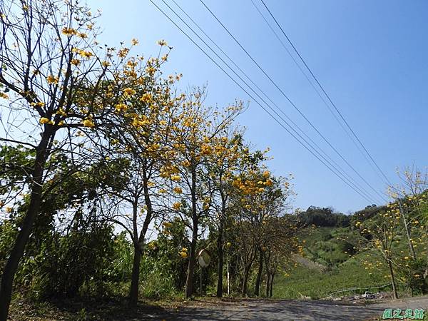 卓蘭黃花風鈴木20180311(25)