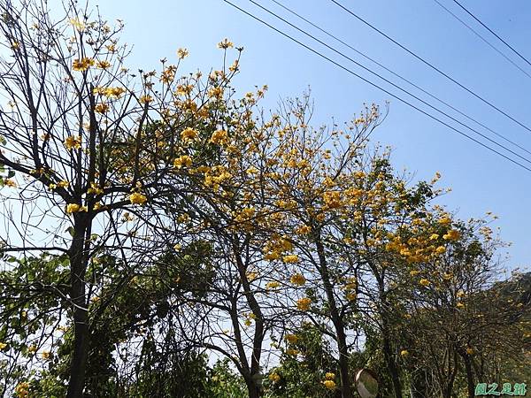 卓蘭黃花風鈴木20180311(26)