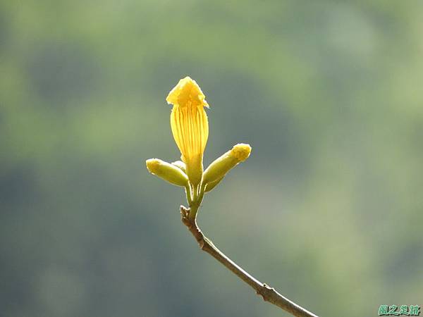 卓蘭黃花風鈴木20180311(33)