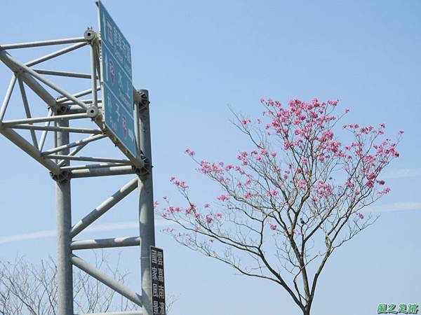 嘉義紅花風鈴木20180303(6)