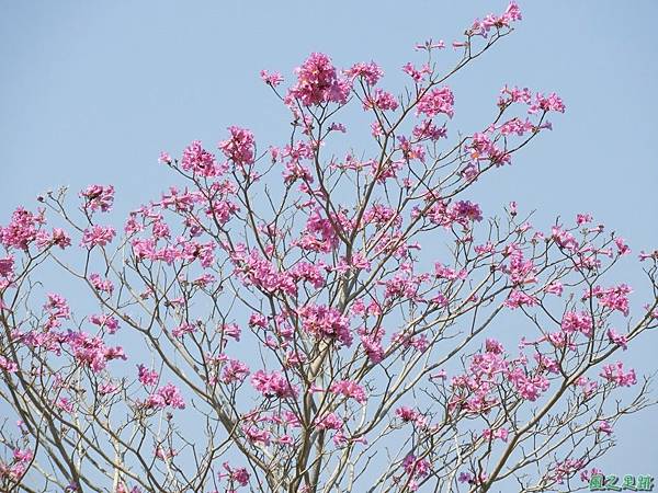 嘉義紅花風鈴木20180303(7)