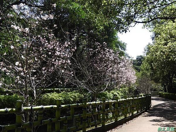 平鎮新天母公園20180310(28)